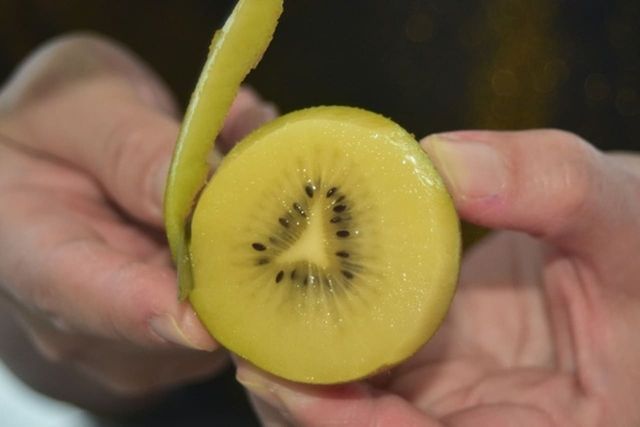 ⓒ게티이미지뱅크(키위)