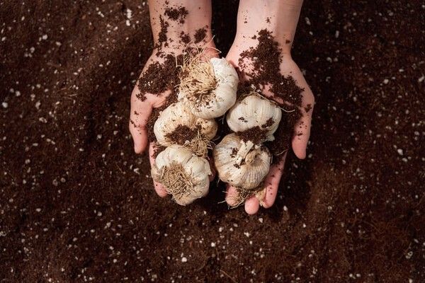 ⓒ게티이미지뱅크(마늘)