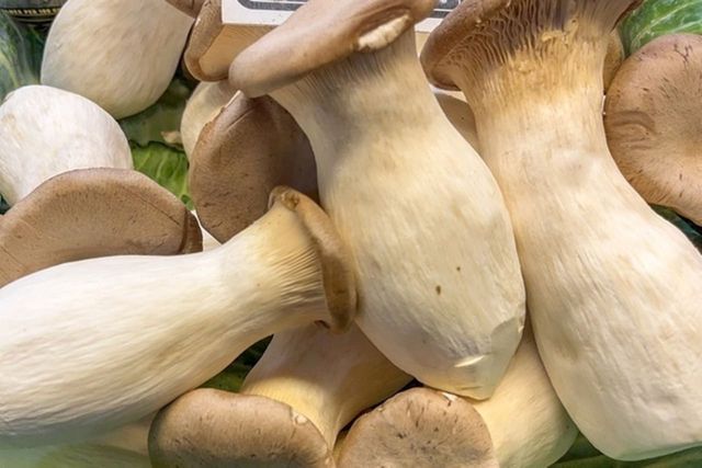 ⓒ게티이미지뱅크(새송이버섯)