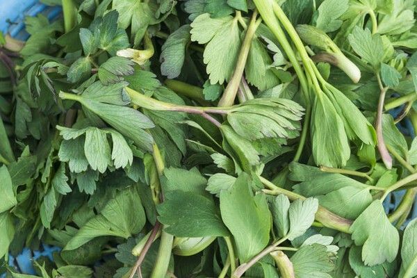 ⓒ게티이미지뱅크(방풍나물)