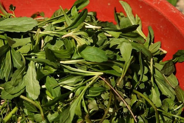 ⓒ게티이미지뱅크(방풍나물)