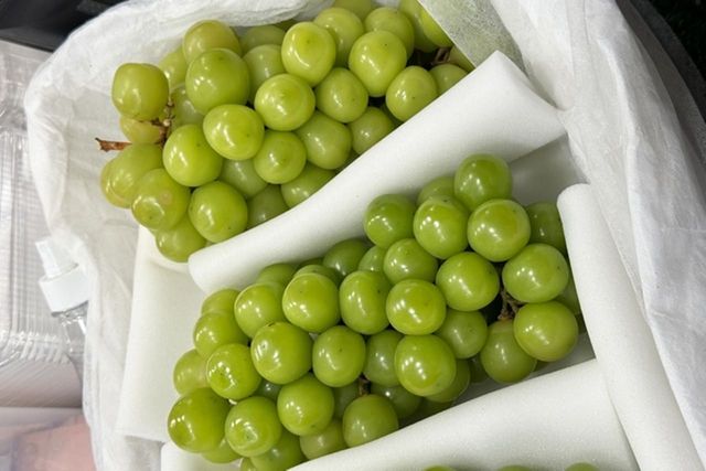 ⓒ게티이미지뱅크(샤인머스켓)