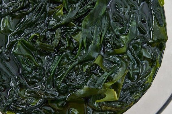 ⓒ게티이미지뱅크(해조류)