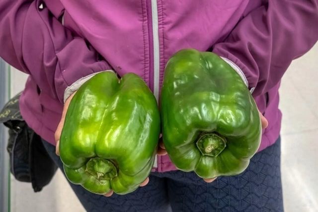 ⓒ게티이미지뱅크(피망)