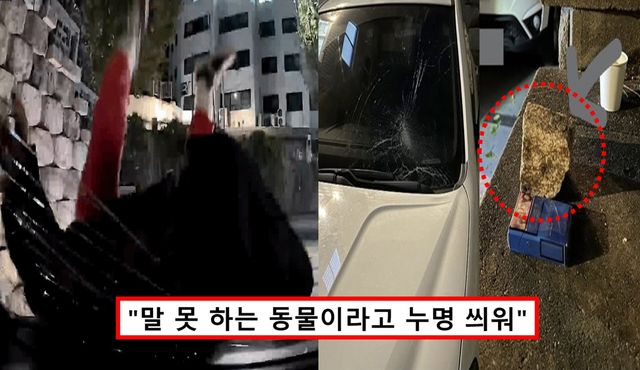 캣맘 차량 파손