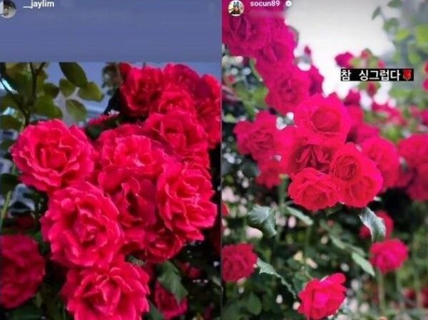 송재림, 김소은 인스타그램 장미 꽃 사진&nbsp;