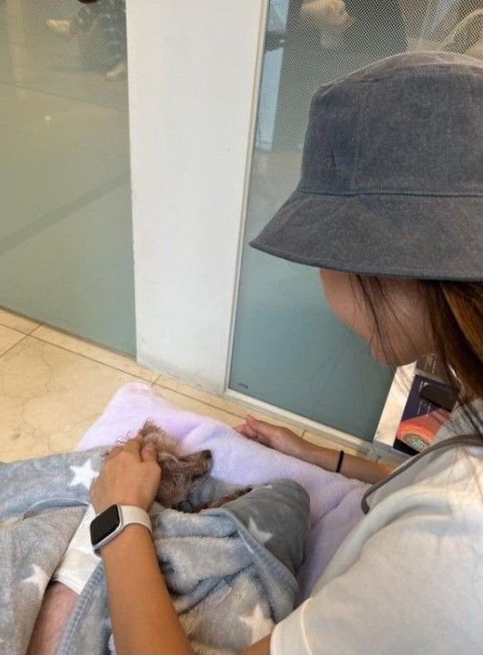 김준희 반려견 몽오 목줄 풀린 개에 무차별 공격당한 사연 / 사진=김준희 인스타그램