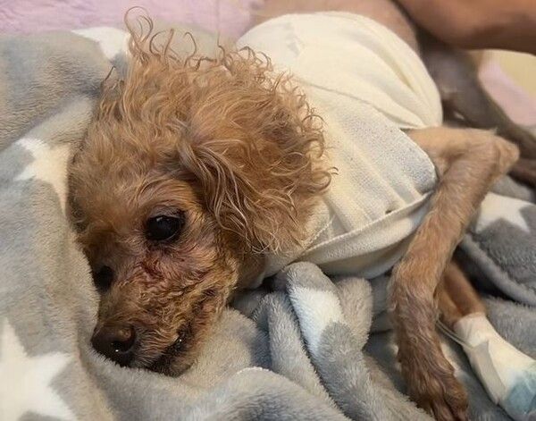 김준희 반려견 몽오 목줄 풀린 개에 무차별 공격당한 사연 / 사진=김준희 인스타그램