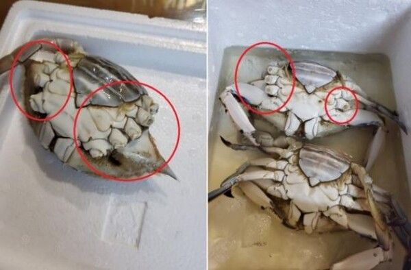 소래포구 꽃게 바꿔치기