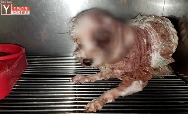 개그맨 사칭남 강아지 학대