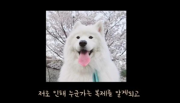 강아지 복제 유튜버