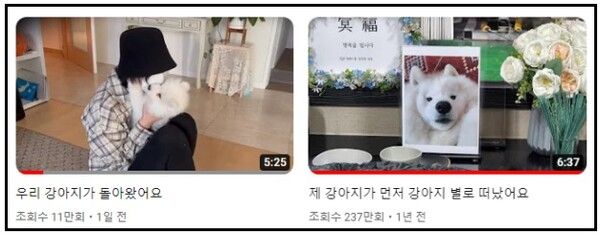 강아지 복제 유튜버