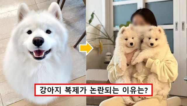 사모예드 티코 논란