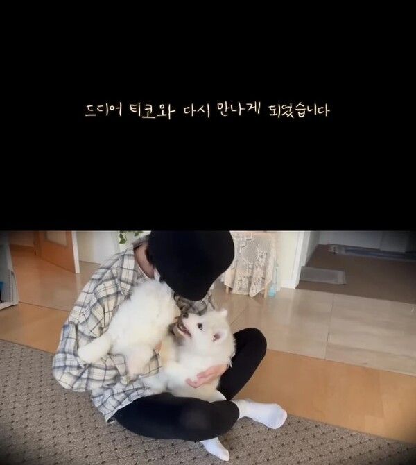 사모예드 티코 논란