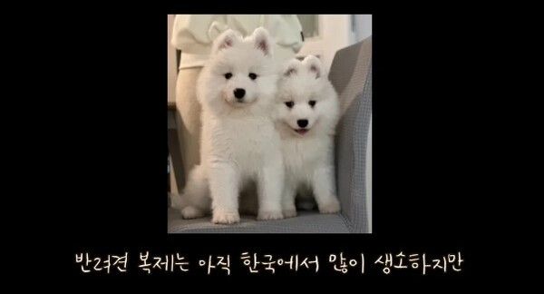 사모예드 티코 논란