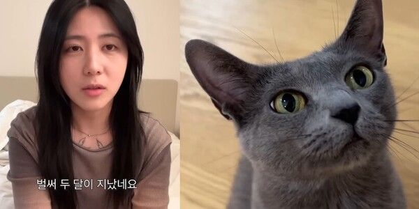 유튜버 다나나 고양이 단하나 핀이 추락사 청소업체