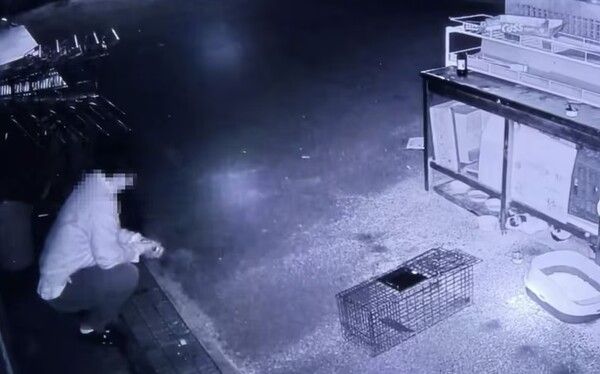 천안 디저타 카페 셰프 고양이 학대 신상 얼굴