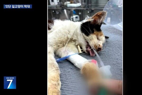 천안 디저타 카페 셰프 고양이 학대 신상 얼굴