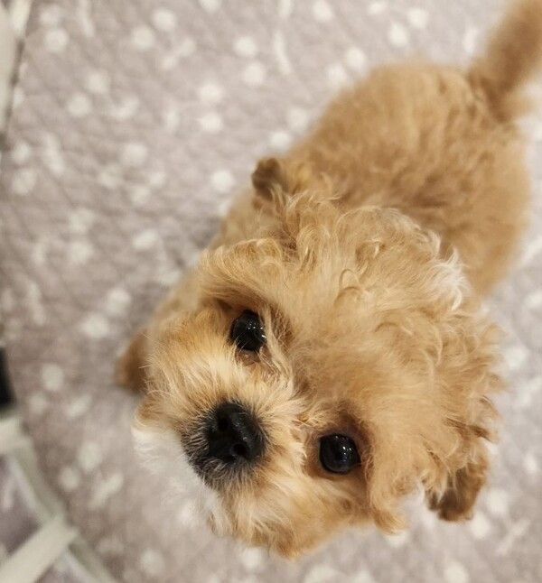 휘성 근황 펫샵 논란