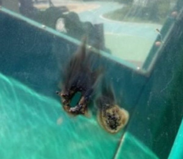 화성시 놀이터 테러 범인