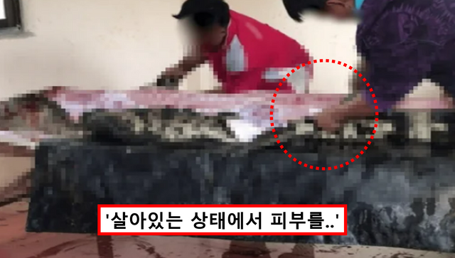 악어 가죽 벗기는 장면 일부