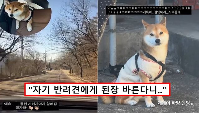 현대해상 펫보험 키즈모델 시바견 파양 논란