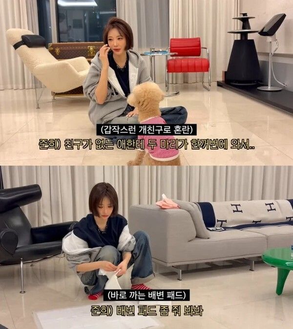 고준희 에르메스 담요 가격 강아지 배변패드