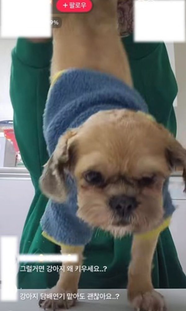 시추 학대 틱톡커 얼굴 강아지 학대 논란