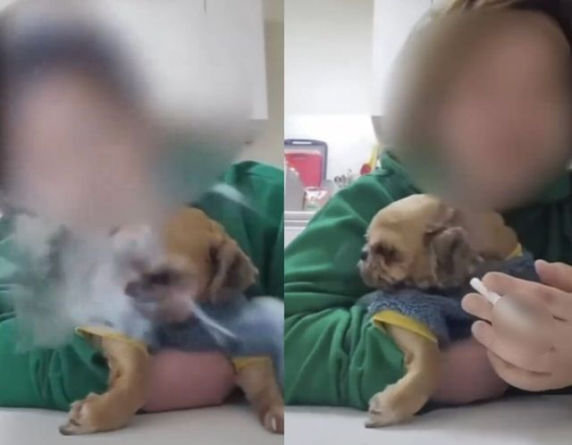 강아지 학대 틱톡커 시추 학대 논란 얼굴