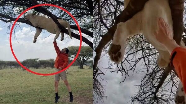 노홍철 사자 약물 투여 아프리카 사파리 투어 논란