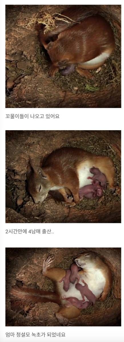 청설모의 출산.jpg