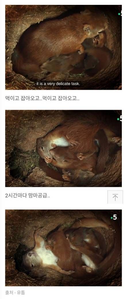 청설모의 출산.jpg