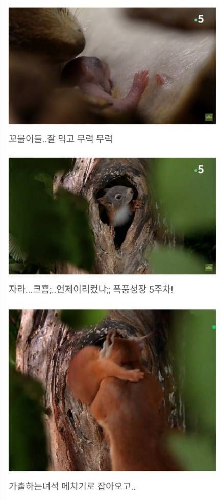 청설모의 출산.jpg