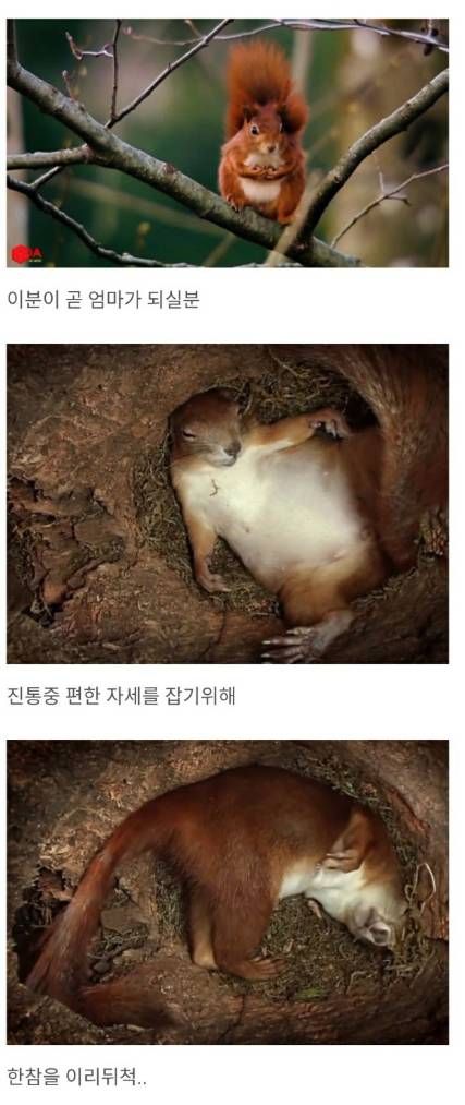 청설모의 출산.jpg