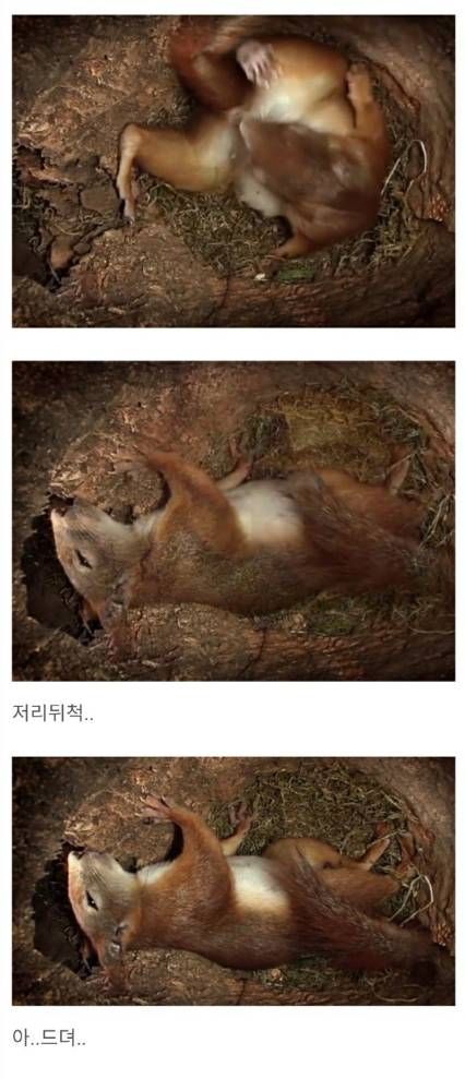 청설모의 출산.jpg