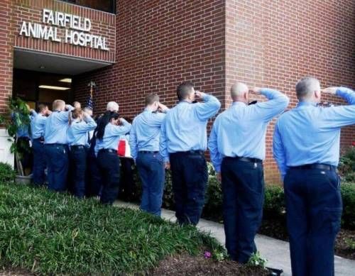 9.11때 투입된 3000마리의 개 중 마지막 생존견