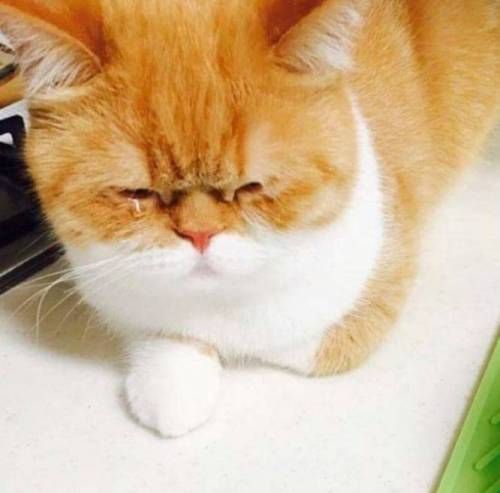 파는 내가 써는데...jpg