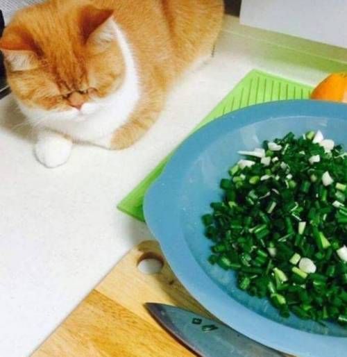 파는 내가 써는데...jpg