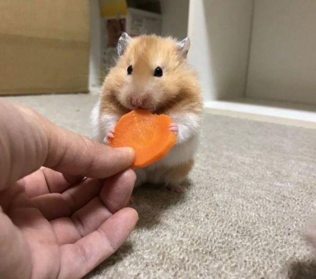 1초 행복했던 햄토리.jpg