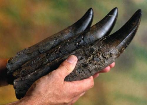 티라노의 이빨.jpg