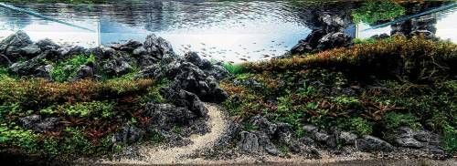 열대어덕후를 무시하면 안되는 이유.jpg