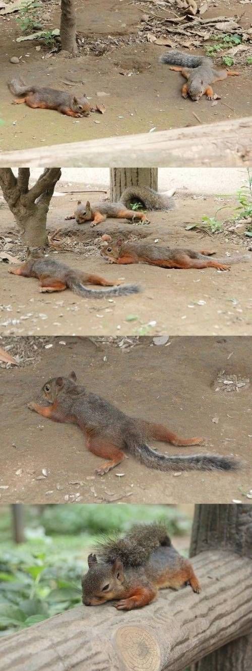 무더위에 지친 다람쥐