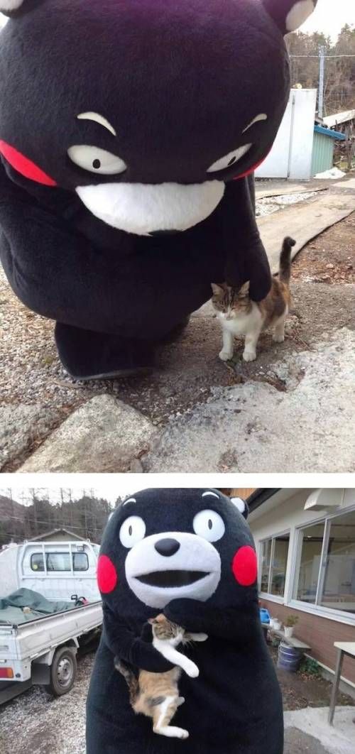 냥이의 귀여움에 취한 곰.jpg