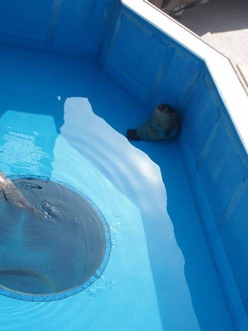 구석에서 몰래자는 물개.jpg