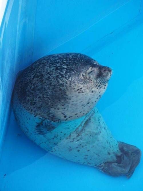 구석에서 몰래자는 물개.jpg