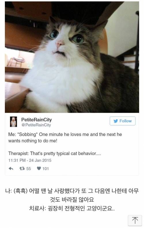 고양이에 관한 서양 트윗 몇 가지.twt