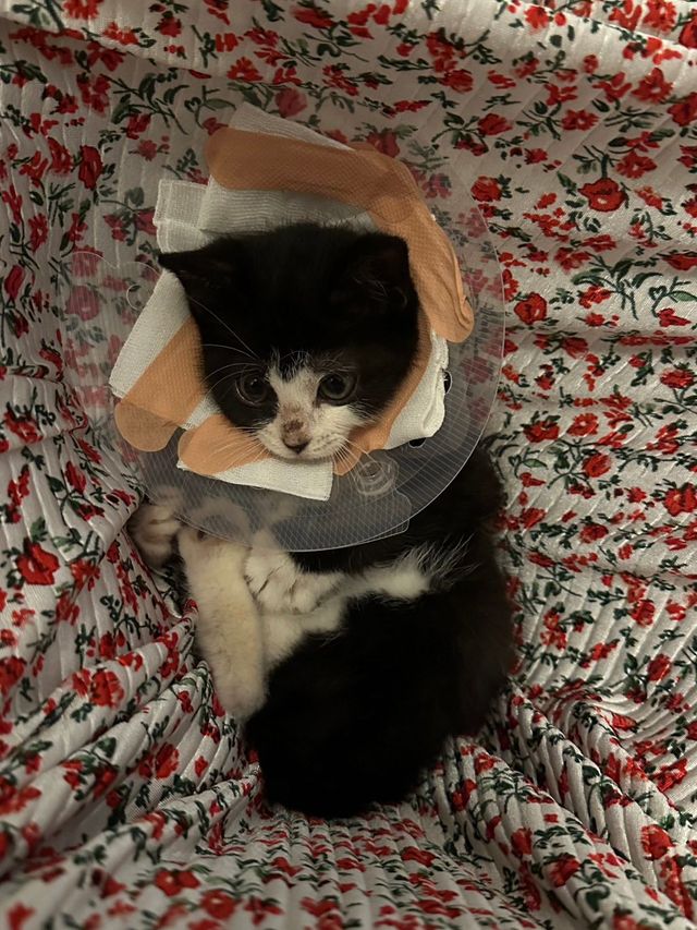 싱.글.벙.글. 집안 가득 꺄악 소리 울려퍼짐 - 유머 채널 002.jpg