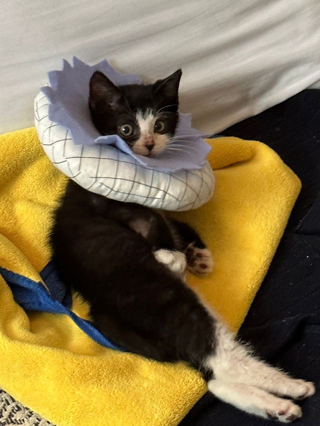 싱.글.벙.글. 집안 가득 꺄악 소리 울려퍼짐 - 유머 채널 012.jpg