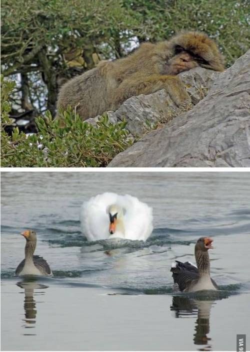 올해의 동물 사진.jpg