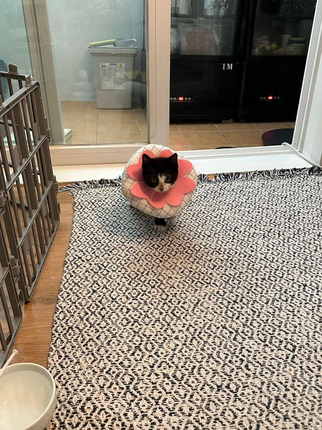 싱.글.벙.글. 집안 가득 꺄악 소리 울려퍼짐 - 유머 채널 008.jpg